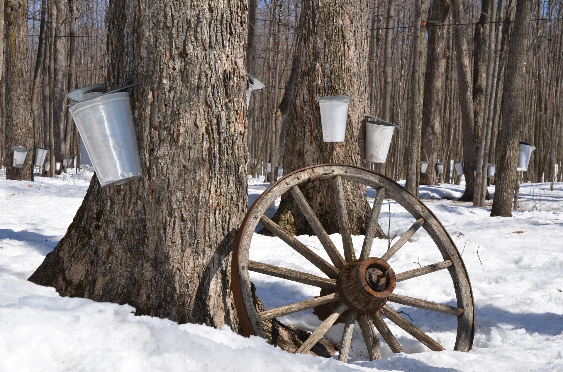 sap buckets on trees