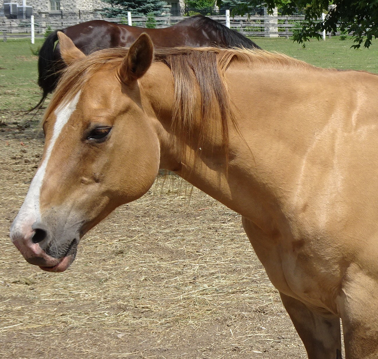 Fritz stands in the horse field