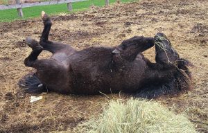 Black Velvet rolling on the ground