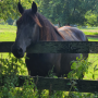 Candy stands in the shade at fence