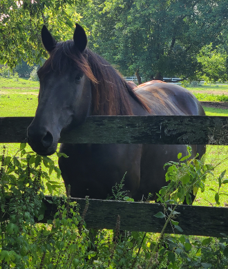 Candy stands in the shade at fence