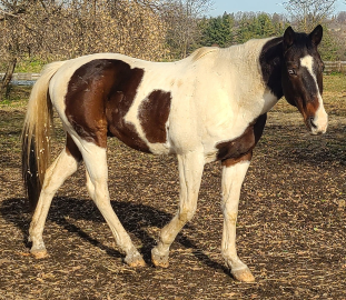 Elvis standing in the sun