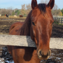 Levi stands at fence looking at camera