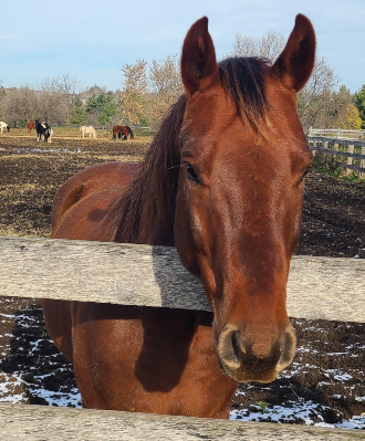 Levi stands at fence looking at camera