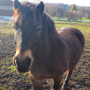 Teddy with his thick winter coat