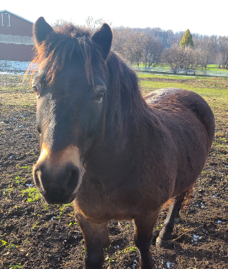 Teddy with his thick winter coat